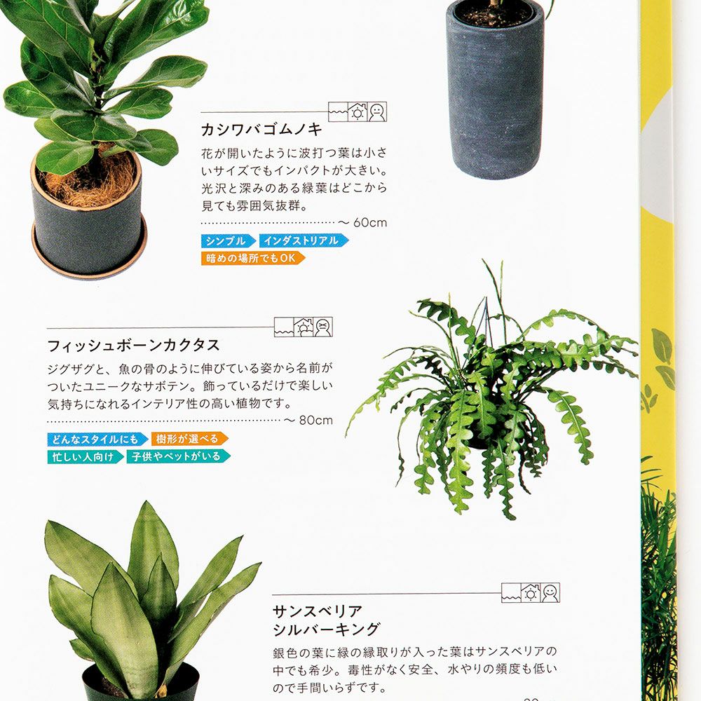 LIFE GREEN SELECT TOUR 暮らしに寄り添うグリーン選び | いろは