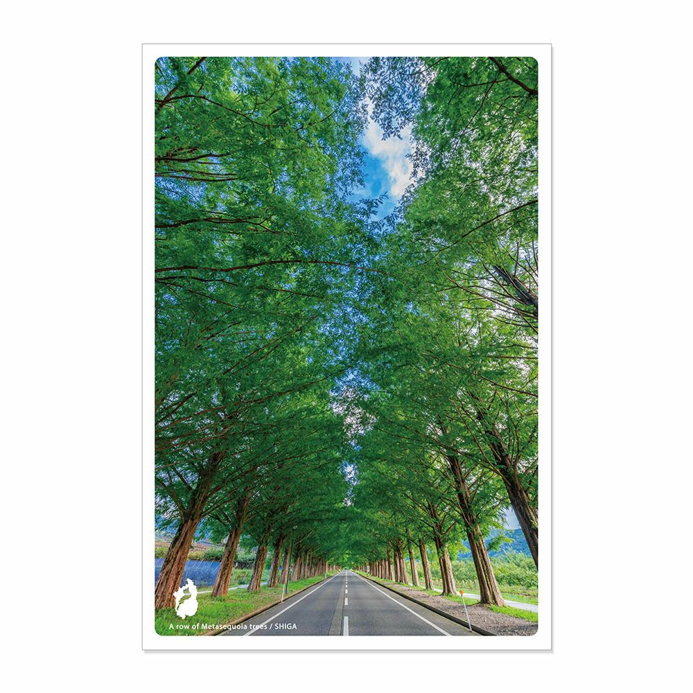 日本の絶景ポストカード ～夏～ メタセコイア並木/滋賀 | いろは