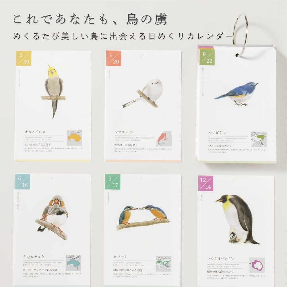 366日の誕生鳥カレンダー 世界の美しい鳥 日めくりカレンダー 卓上