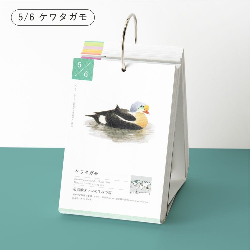 366日の誕生鳥カレンダー 世界の美しい鳥 日めくりカレンダー 卓上