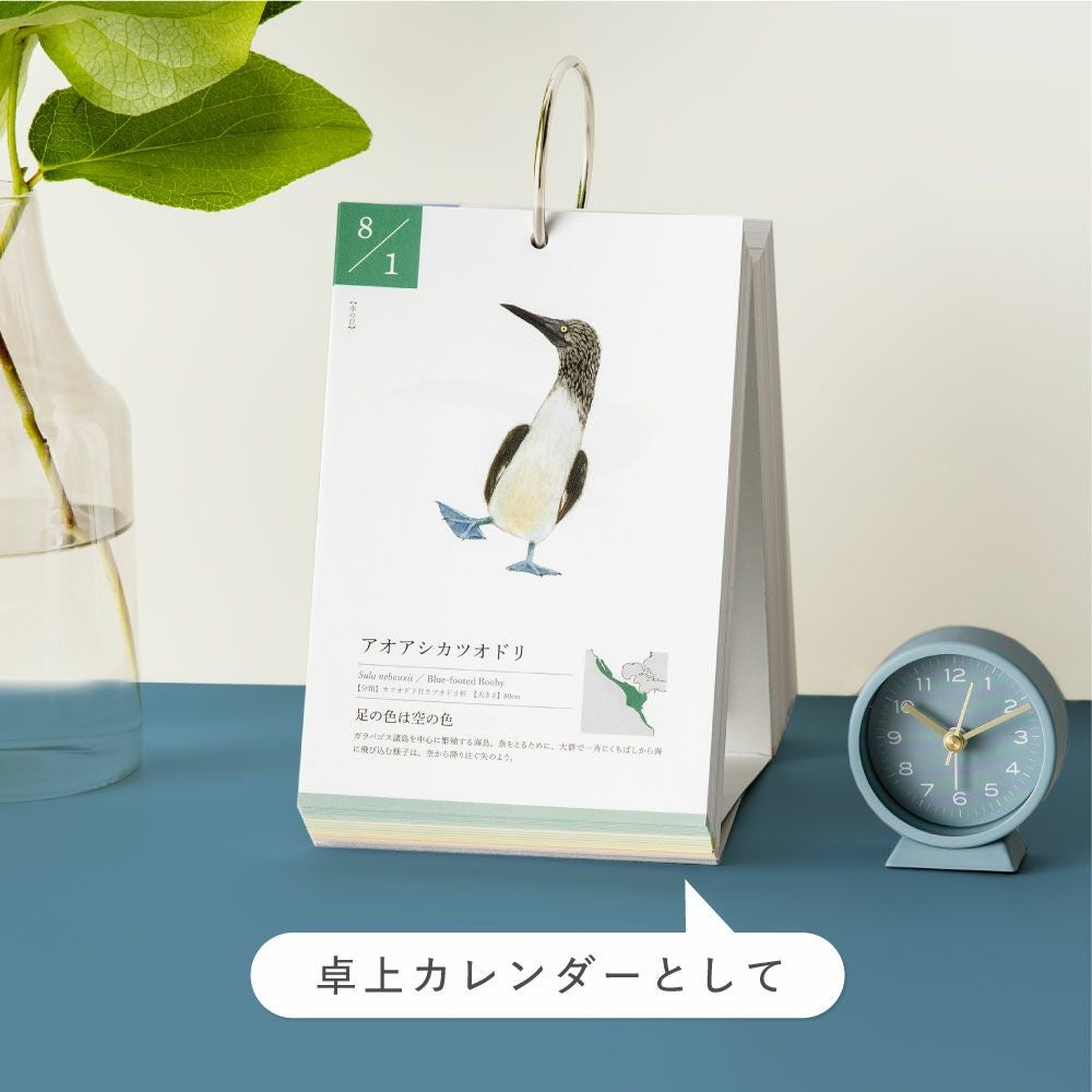 366日の誕生鳥カレンダー 世界の美しい鳥 日めくりカレンダー 卓上